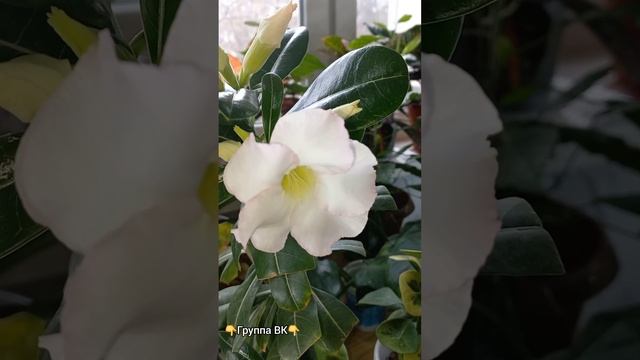 Адениум из семян Алиэкспресс продолжает распускать цветы, несмотря на холод?Роза пустыни?Цветение