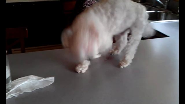 Cute Maltese dog playing on kitchen counter Plainfield Illinois dancer PNHS Poms puppy смотреть онлайн
