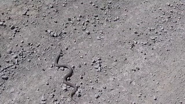 вот она какая Гадюка смотреть онлайн