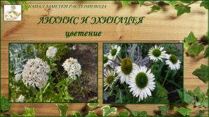 Лихнис и Эхинацея белая что выросло из семян, цветение