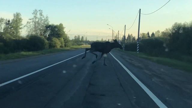Лоси! Перебегающие дорогу в Подберезье Новгородской обл. смотреть онлайн