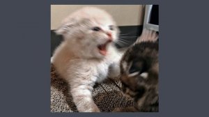 пошлая молли - ты разбила папину машину (speed up)