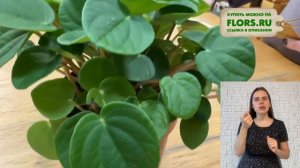 Пеперомия Рана Верде - обзор сорта { СУРДОПЕРЕВОД } Непоседа лягушонок