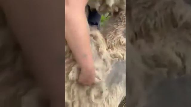 В зоопарке Владивостока показали, как снимать шерсть с верблюда смотреть онлайн