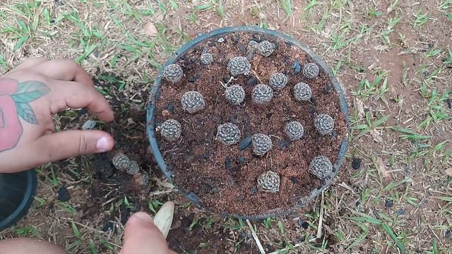 cactos Lobivia replantio? смотреть онлайн