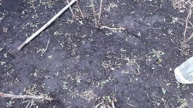 Малина завалит Урожаем. Если вы займетесь ей. Производим обрезку, обработку и подкормку Кустарника смотреть онлайн