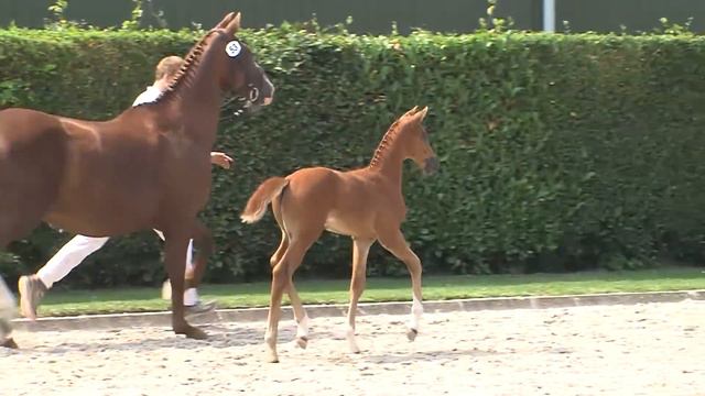 41 Le Toto (Glock’s Toto jr x Negro x Gatecrasher xx) hengst / colt смотреть онлайн