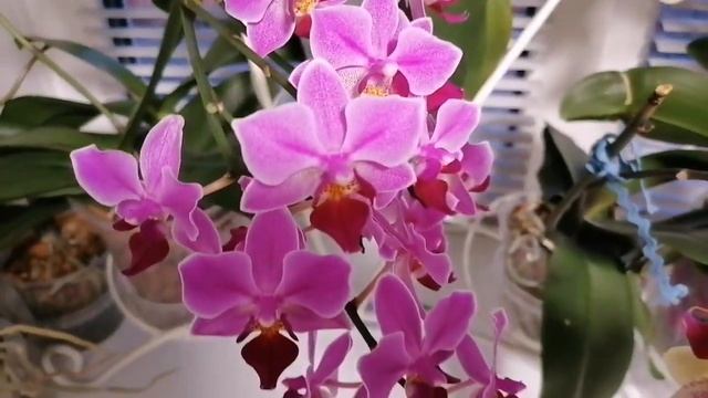 Орхидеи, белые, розовые, жёлтые, розные, прекрасные. Что цветёт в начале мая. ???1 часть. смотреть онлайн