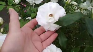 роза Шнеевитхен