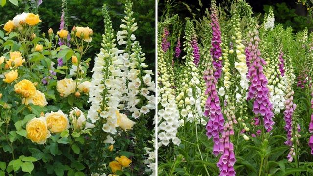 Цветы без рассады. Посейте эти цветы сразу в грунт в мае, они станут украшением любого сада и дачи смотреть онлайн