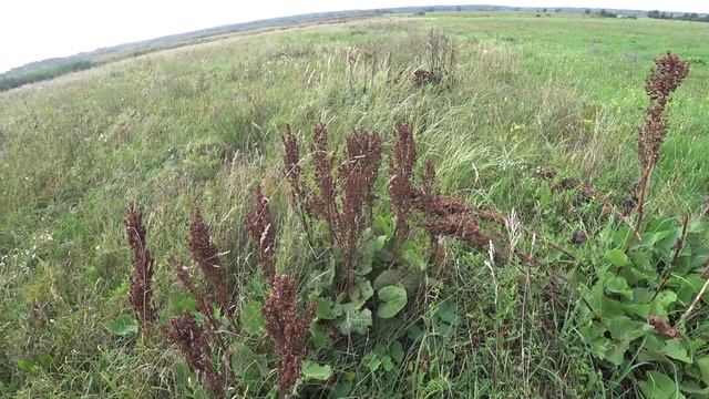 Семена которые помогут не только животному а даже человеку! смотреть онлайн