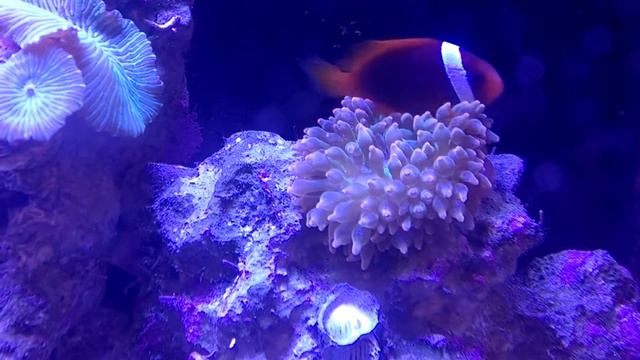 Tomato clown in sunset bubble tip anemone смотреть онлайн