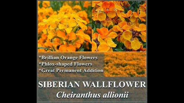SIBERIAN WALLFLOWER Seed - Cheiranthus allionii FLOWER SEEDS on www.MySeeds.Co смотреть онлайн