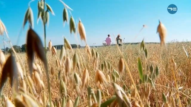 Собираем и заготавливаем травы - «Утро с Вами» 30.08.2018 смотреть онлайн