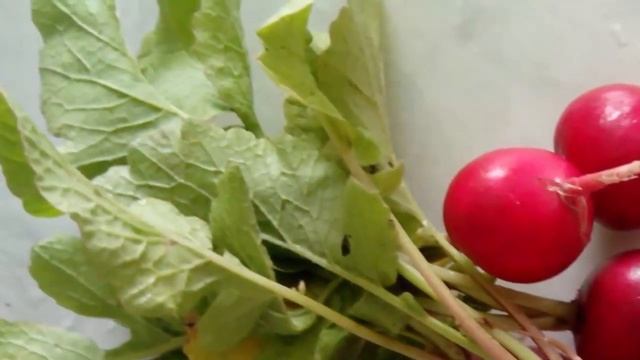 РЕДИС – польза и вред. Кому рекомендован редис, и может ли он навредить? смотреть онлайн