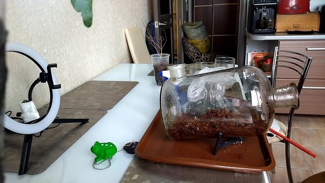 Бонсай 2. Цветочная композиция. Бонсай из фикуса. смотреть онлайн