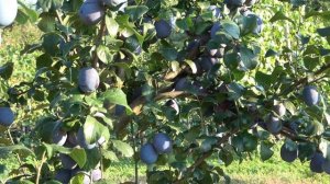 Самоплодный сорт сливы ШТУТГАРТ / Урожайный, транспортабельный