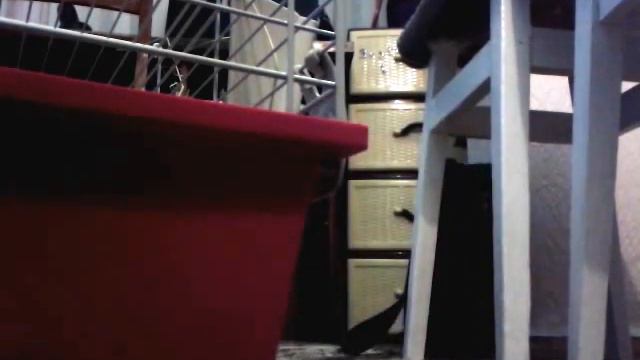 Попкорнинг от Клёпы (Cute & Funny Guinea Pig) смотреть онлайн