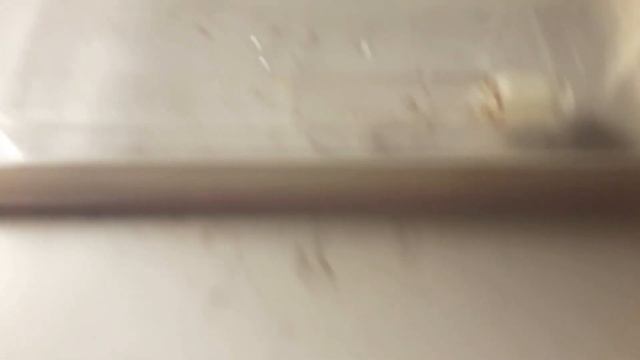 Monomorium pharaonis - Mrówka faraona смотреть онлайн