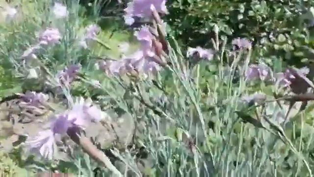ЛЕГКИЙ ЗАПАХ ГВОЗДИКИ.. в моём саду смотреть онлайн