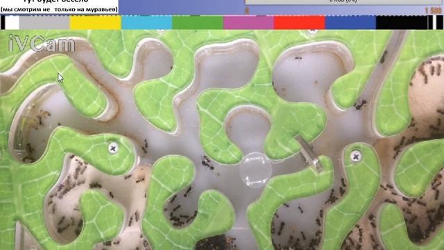 Муравьиная ферма. Жизнь муравьев. смотреть онлайн