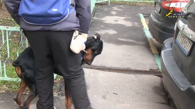 Команда апорт, внешнее ограничение свободы передвижения собаки в помощь обучению апортировке смотреть онлайн