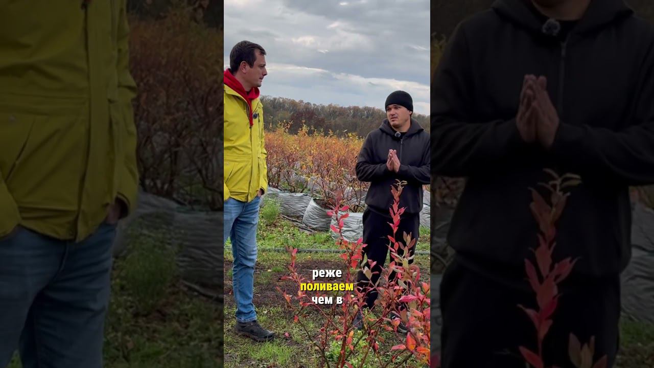 Голубика и чернозем. Полное видео на канале. #голубика смотреть онлайн