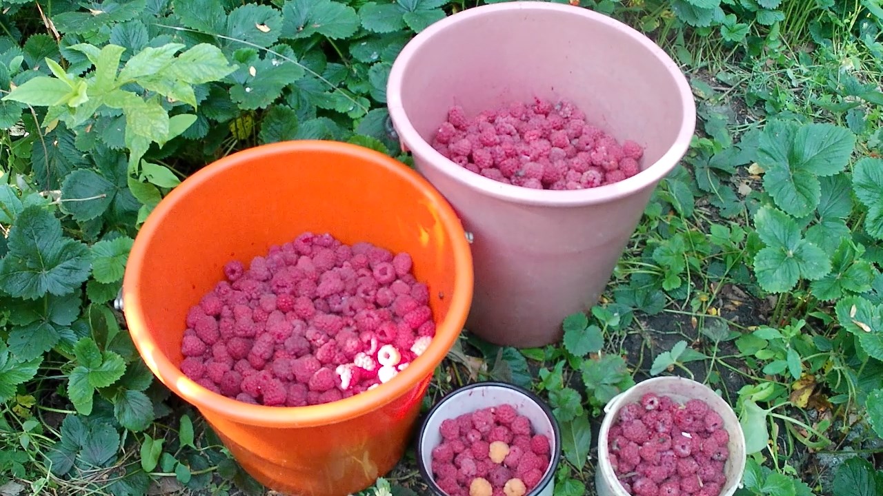 Выращивание малины на агроволокне. Шпалера для малины в Челябинске. Органическая малина на биогумусе смотреть онлайн