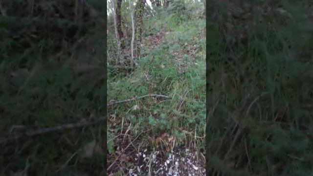 Alla ricerca del tuber aestivum! смотреть онлайн