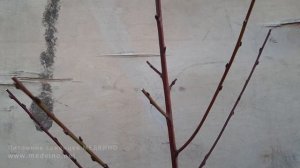 Как формировать и обрезать персик