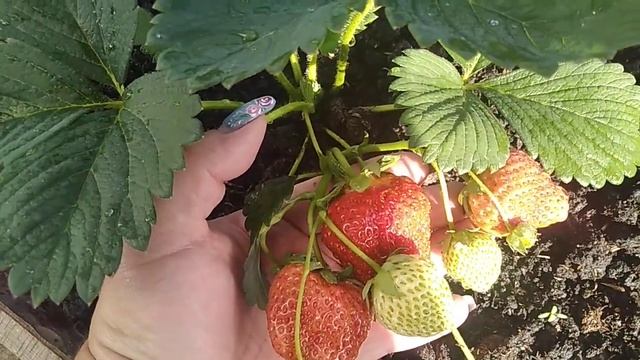 Сорт клубники НСД Кабрильо 2021 г // Ягодная Усадьба смотреть онлайн