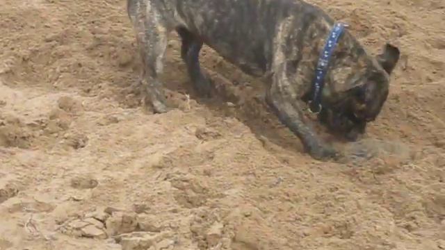 Стаффи бульдозер / Stuffy bulldozer смотреть онлайн