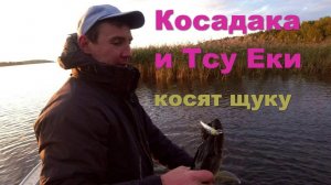 Косадака и Тсу Еки косят щуку