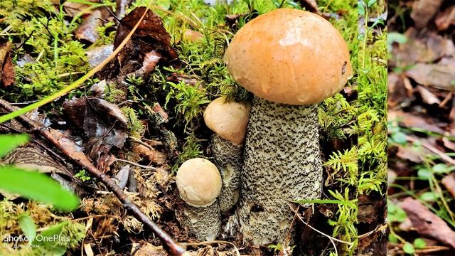 *✔*КРАЙОН* «Общий ЗОДИАК 2020г. +знак ВЕСЫ !!!» **Бог** ! ! ! ~* смотреть онлайн