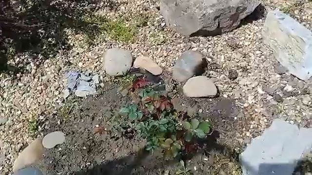 обзор роз ,после подкормки азотом и сульфат магния,прогулка по саду.27.04.21г. смотреть онлайн