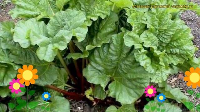 Ревень волнистый Рабарбар. Краткий обзор, описание характеристик rheum rhabarbarum Rhabarbar смотреть онлайн