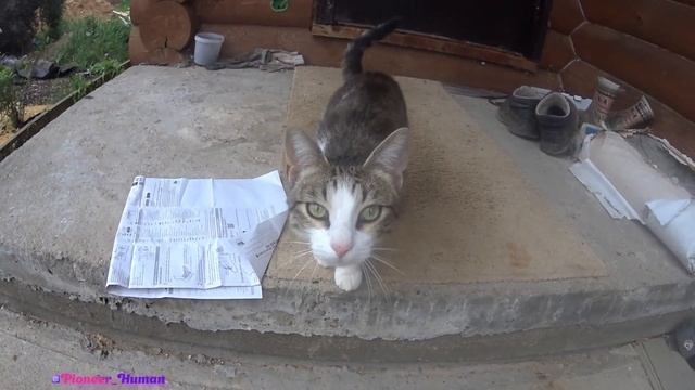 Тестим экшен-камеру Sony HDR-AS50 С котом Барсом смотреть онлайн