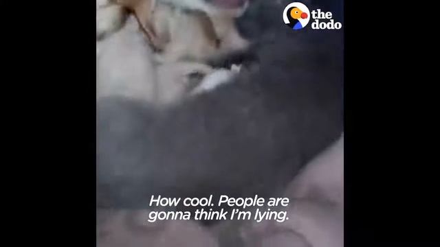 Это невероятно!! Кошка с котятами и собака укрылись от холода в одной будке смотреть онлайн