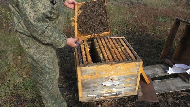 если прекратить сев матки в начале июля. смотреть онлайн