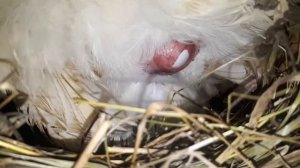 !Как курица снесла яйцо / или откуда берутся яйца!?