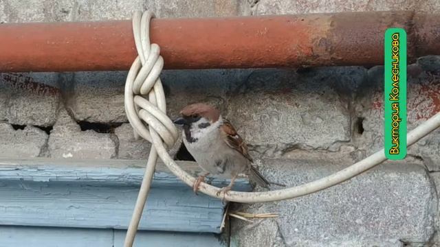 Гнездо воробья с птенцами смотреть онлайн