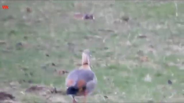 Нильские гуси, они же египетские (нем. Nilgans) (анг. Egyptian goose) (фр. Ouette d'Égypte) смотреть онлайн