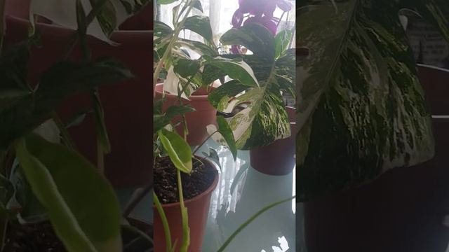 ik praat graag met mijn planten.พูดกับต้นไม้ ใบไม้ บ่อยกว่าพูดกับคนค่ะ. смотреть онлайн