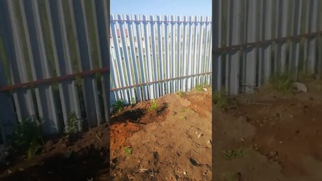 КАК Я ПЛАНИРОВАЛА МОЙ ДЕНЬ ЧТОБЫ ВСЁ УСПЕТЬ #деревня #обзор #животные смотреть онлайн