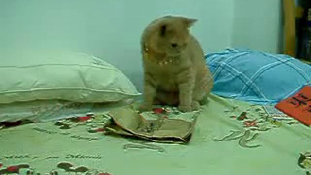 Кошак испугался смотреть онлайн