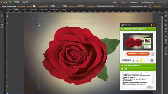 TM Animate Adobe Muse 20 эффект распускания розы смотреть онлайн