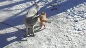 Собака дрючит кота