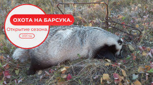 Охота на барсука. Открытие сезона. 2023 год.