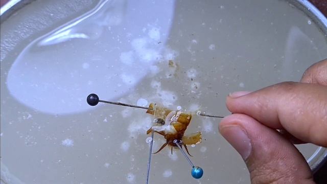 Insect male reproductive system dissection смотреть онлайн