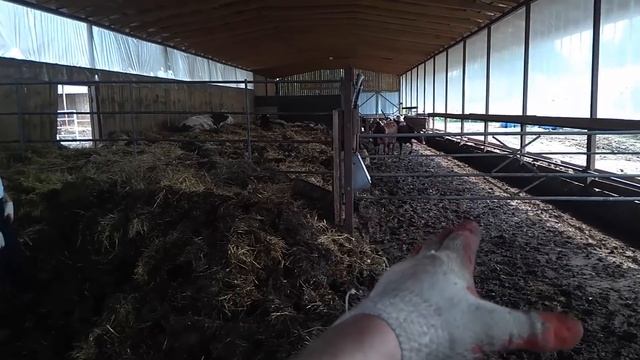 Убрали глубокую подстилку, а там... смотреть онлайн